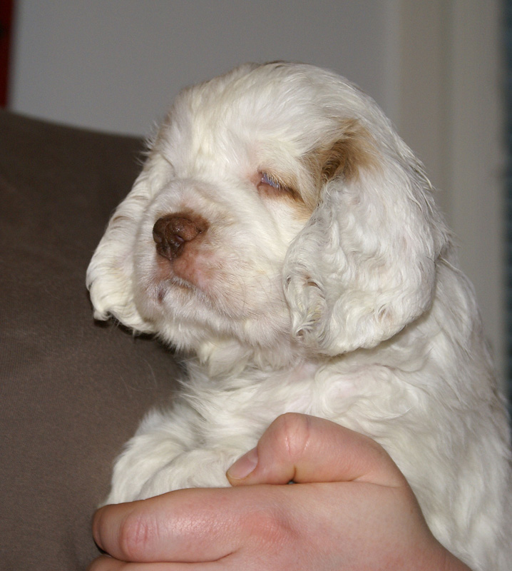 Spice_Twice_Mymble_7weeks_k