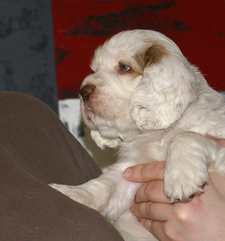 Spice_Twice_Mymble_7weeks_m