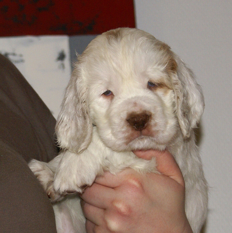 Spice_Twice_Mymble_7weeks_n