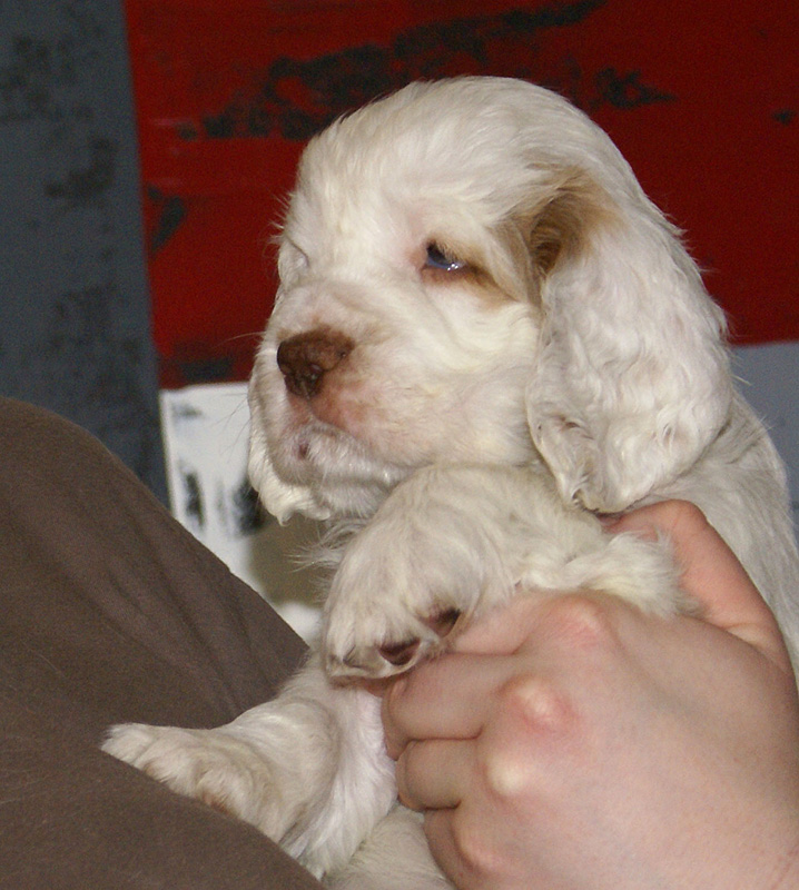 Spice_Twice_Mymble_7weeks_o