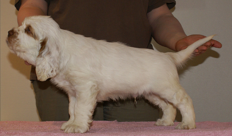 Spice_Twice_Snufkin_7weeks_m