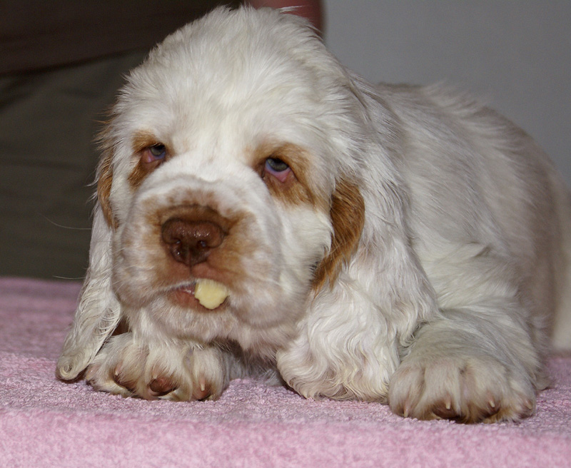 Spice_Twice_Snufkin_7weeks_t