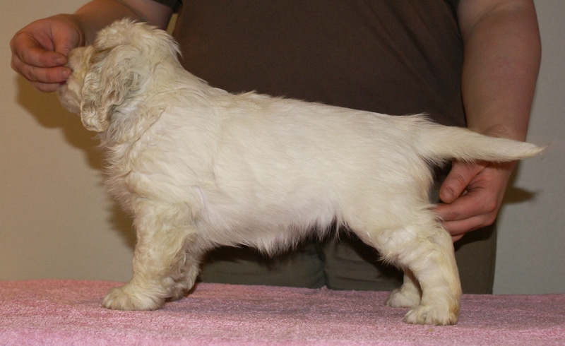 Spice_Twice_Too-Ticky_7weeks_a