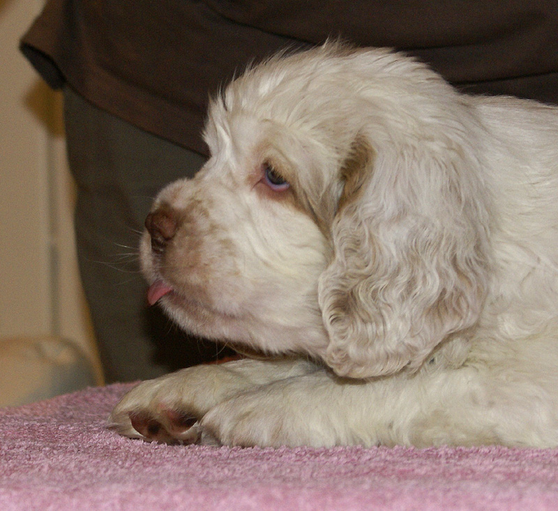 Spice_Twice_Too-Ticky_7weeks_c