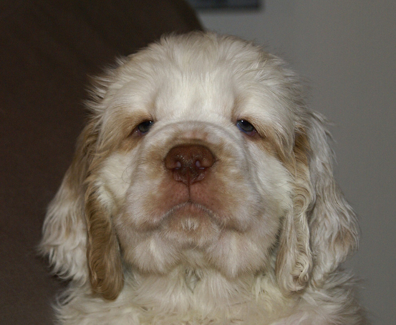 Spice_Twice_Too-Ticky_7weeks_f