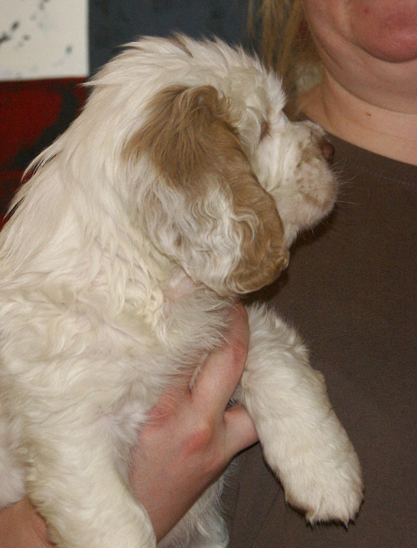 Spice_Twice_Too-Ticky_7weeks_g