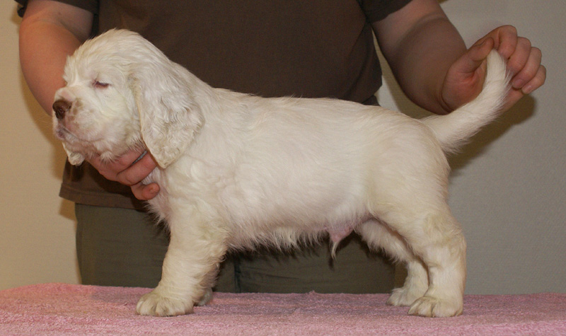 Spice_Twice_Whomper_7weeks_a