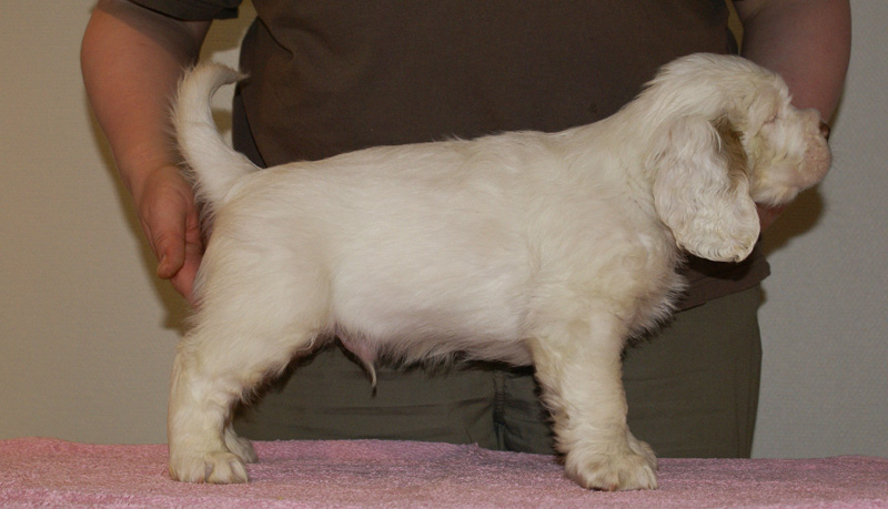 Spice_Twice_Whomper_7weeks_b