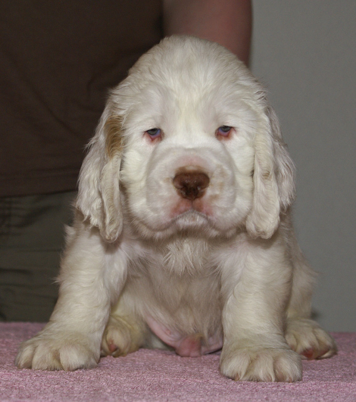 Spice_Twice_Whomper_7weeks_c