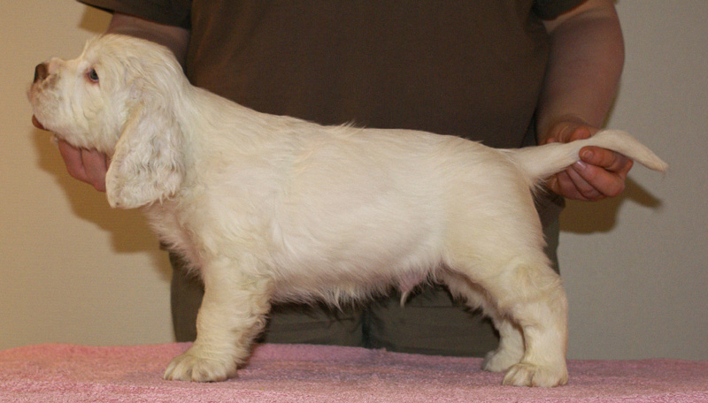 Spice_Twice_Whomper_7weeks_d