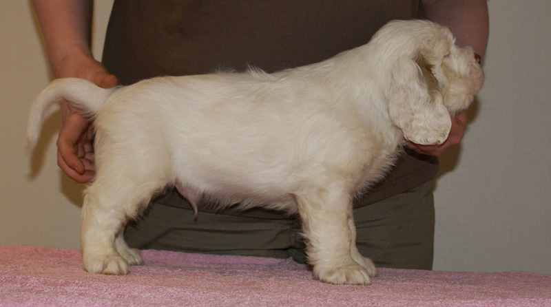 Spice_Twice_Whomper_7weeks_e