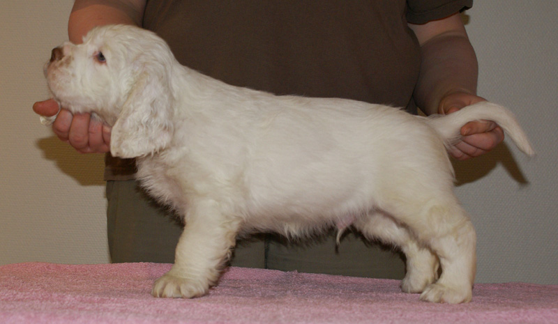 Spice_Twice_Whomper_7weeks_f