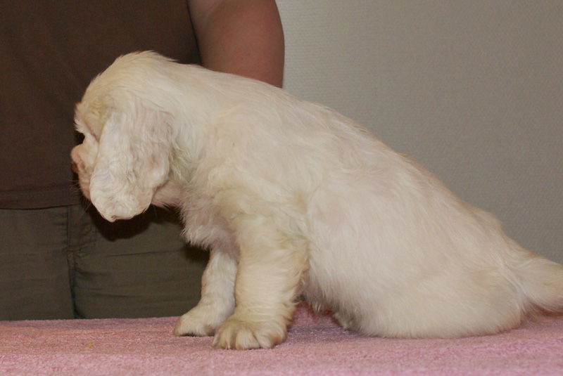 Spice_Twice_Whomper_7weeks_i