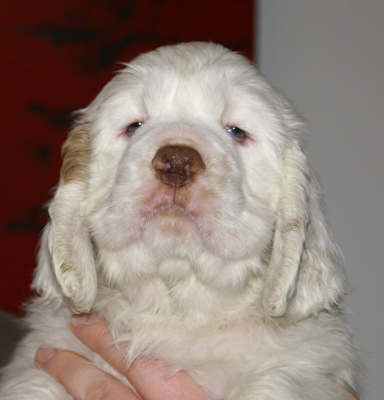 Spice_Twice_Whomper_7weeks_j