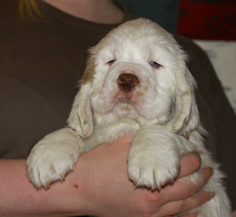 Spice_Twice_Whomper_7weeks_o