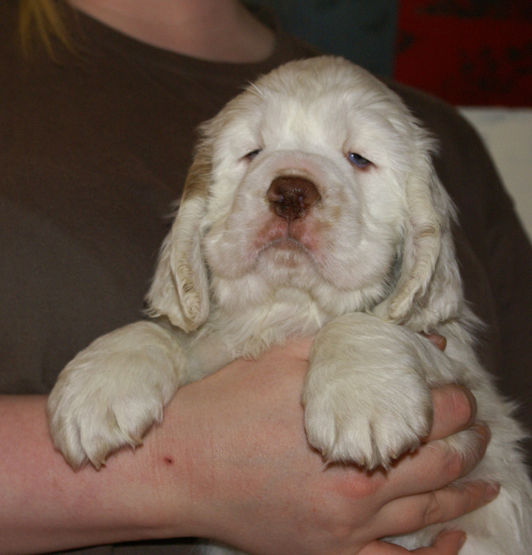 Spice_Twice_Whomper_7weeks_r