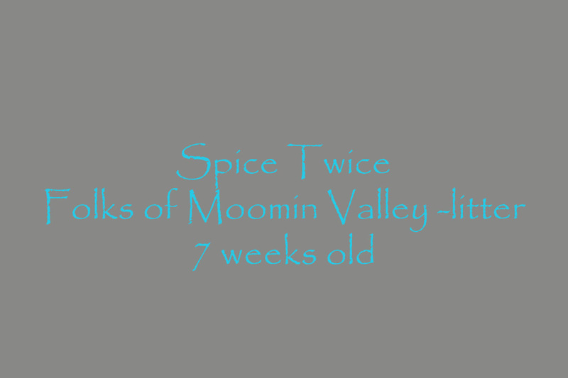 Vieno_Zorro_litter_7weeks