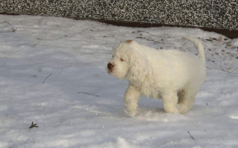 Vieno_Zorro_litter_7weeks_a