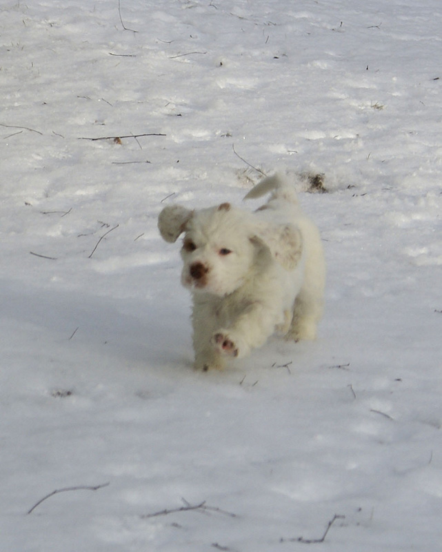 Vieno_Zorro_litter_7weeks_b