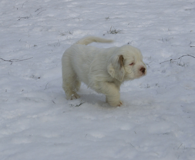 Vieno_Zorro_litter_7weeks_c