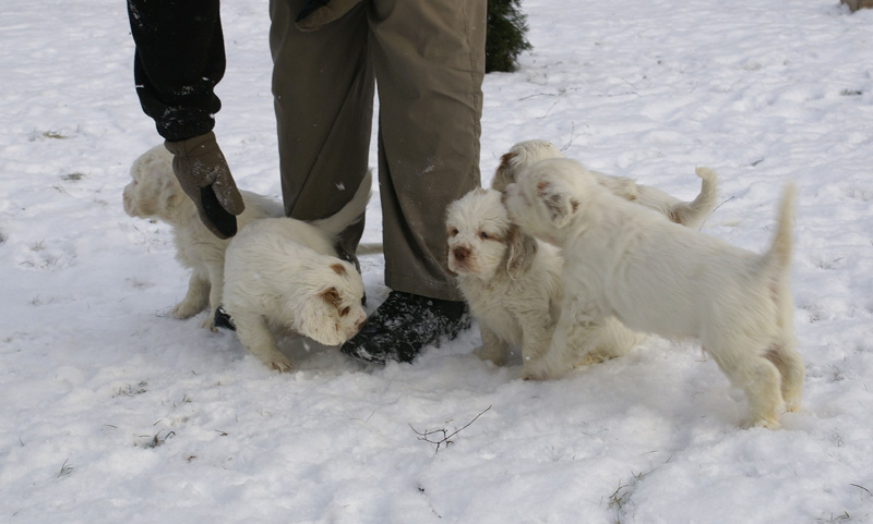 Vieno_Zorro_litter_7weeks_e