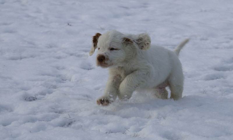 Vieno_Zorro_litter_7weeks_f