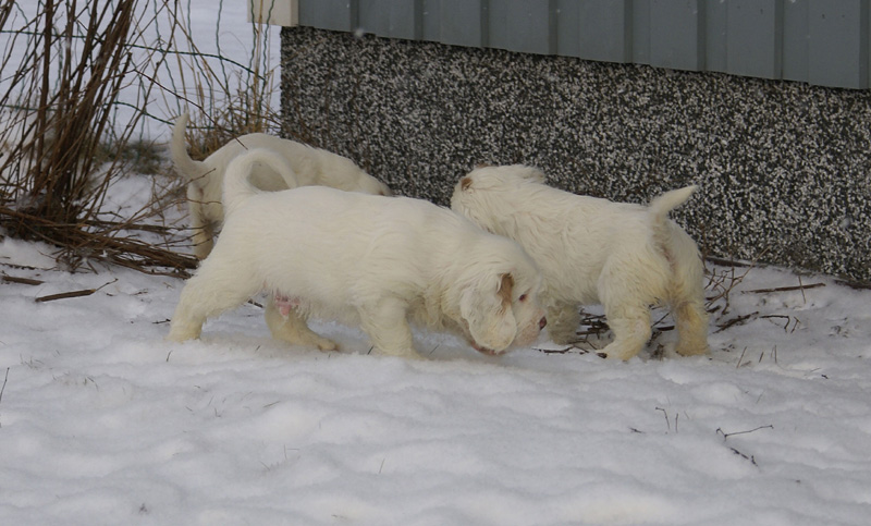 Vieno_Zorro_litter_7weeks_h