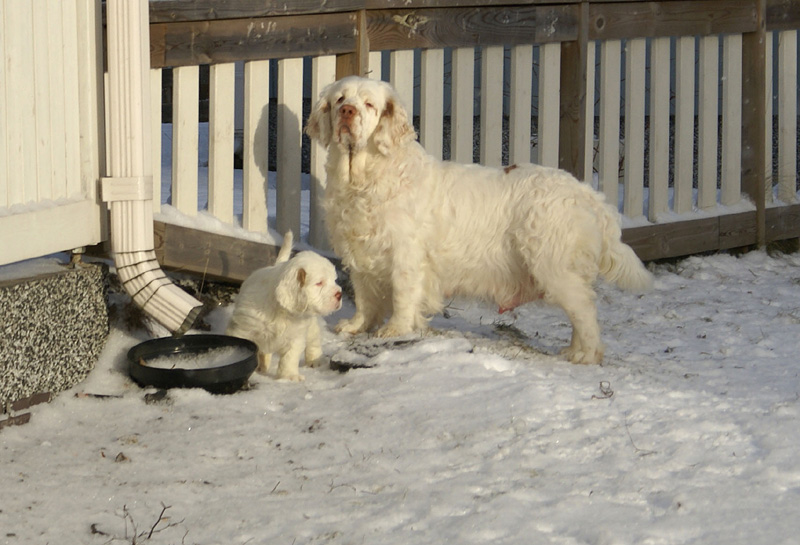 Vieno_Zorro_litter_7weeks_hh