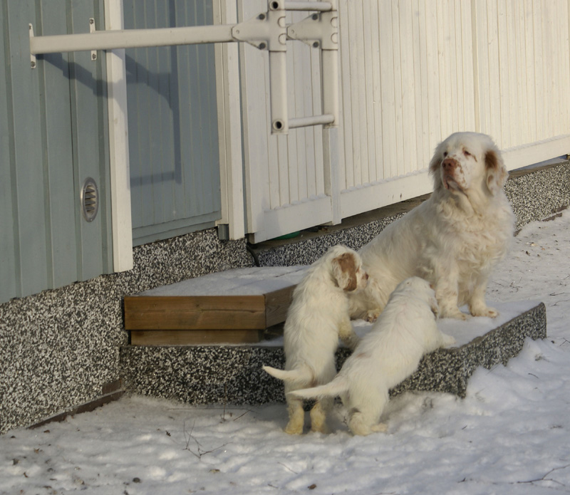 Vieno_Zorro_litter_7weeks_i