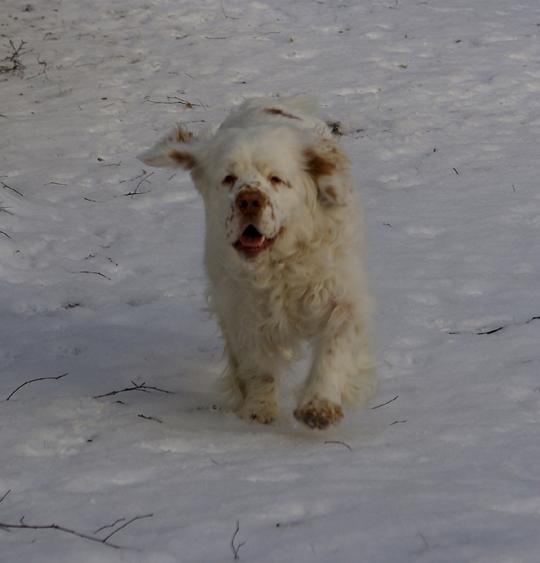 Vieno_Zorro_litter_7weeks_ii