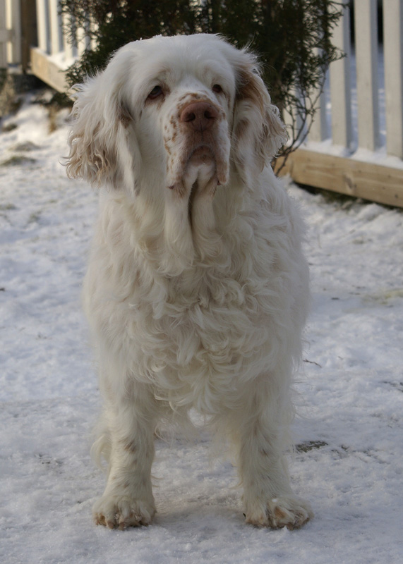 Vieno_Zorro_litter_7weeks_iii