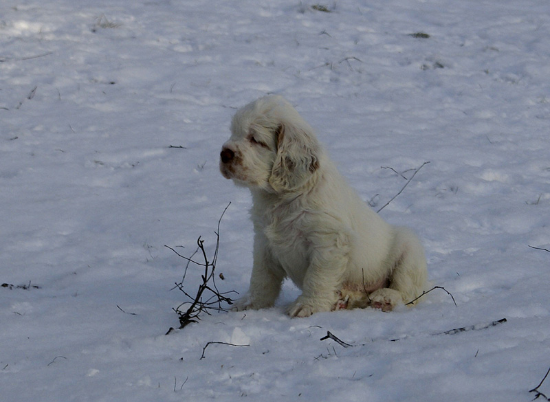 Vieno_Zorro_litter_7weeks_j