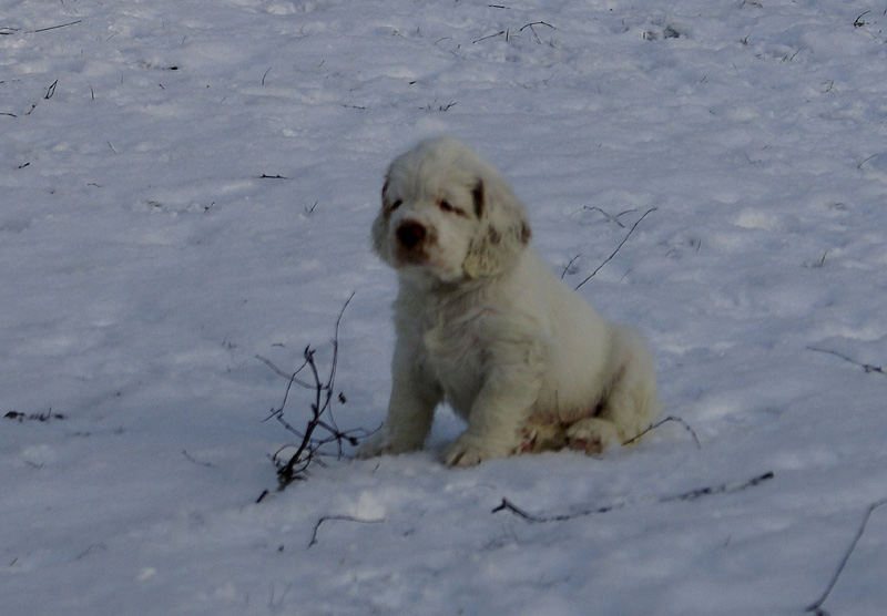 Vieno_Zorro_litter_7weeks_k