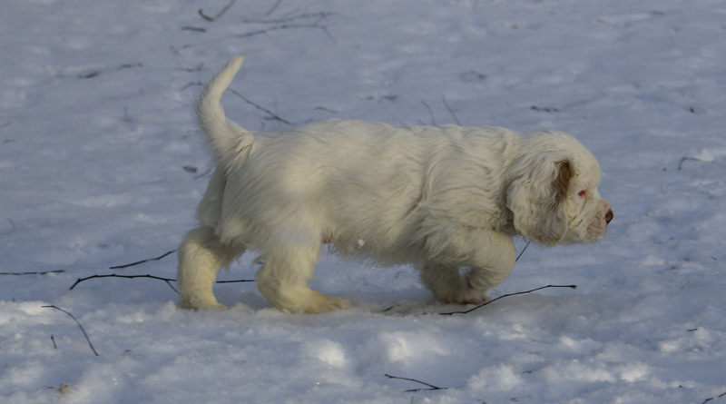 Vieno_Zorro_litter_7weeks_l