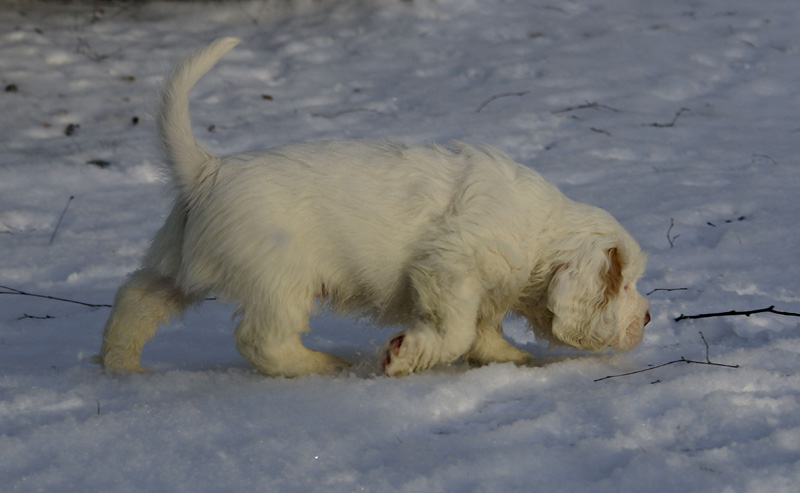 Vieno_Zorro_litter_7weeks_m