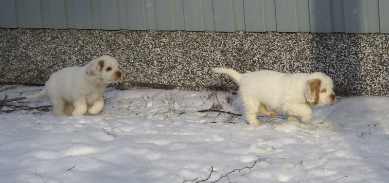 Vieno_Zorro_litter_7weeks_n