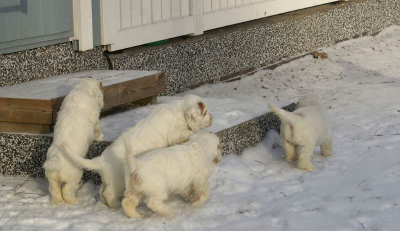 Vieno_Zorro_litter_7weeks_nn