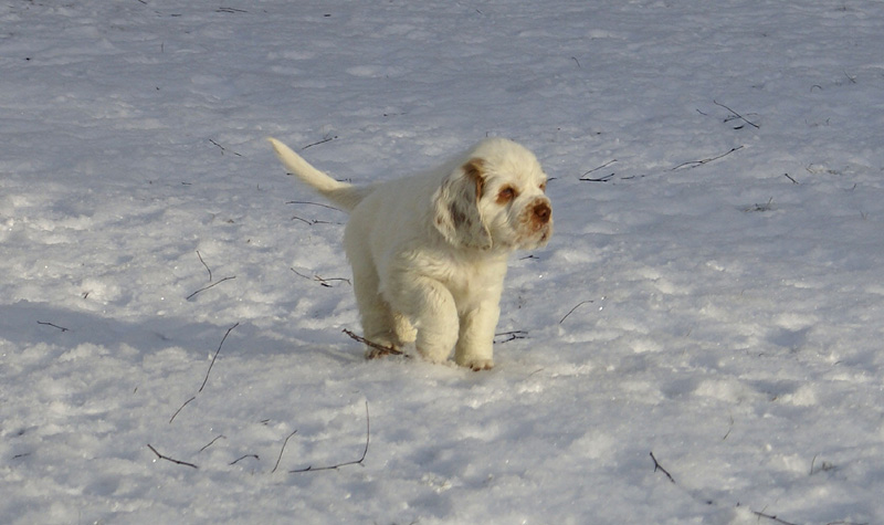 Vieno_Zorro_litter_7weeks_p