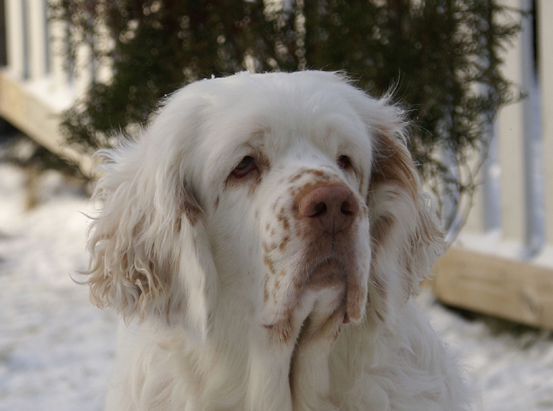 Vieno_Zorro_litter_7weeks_q