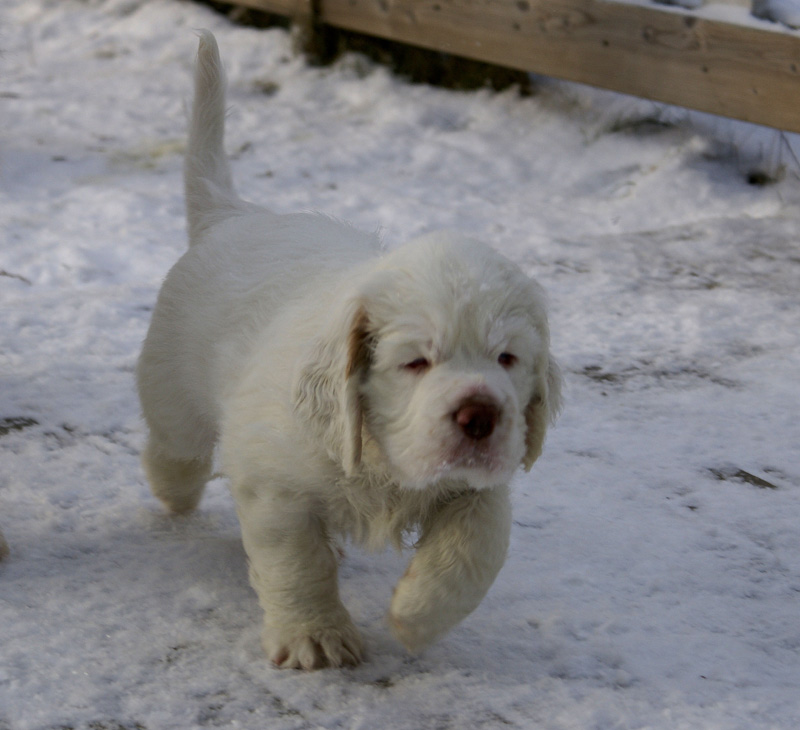 Vieno_Zorro_litter_7weeks_qq