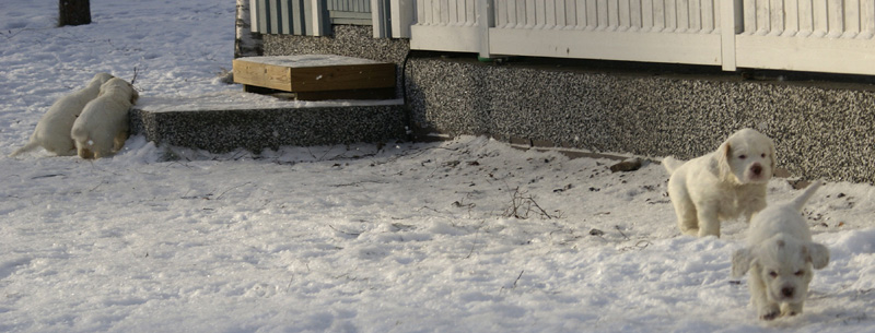 Vieno_Zorro_litter_7weeks_r