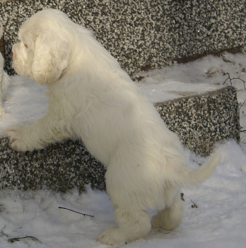 Vieno_Zorro_litter_7weeks_s