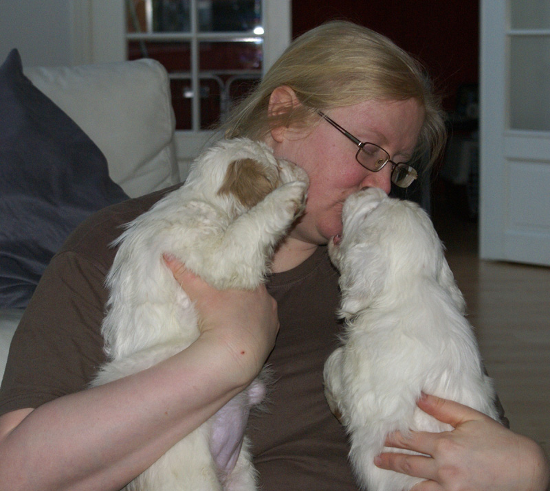 Vieno_Zorro_litter_7weeks_sss