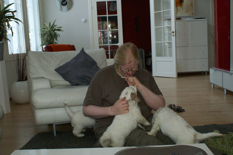 Vieno_Zorro_litter_7weeks_t