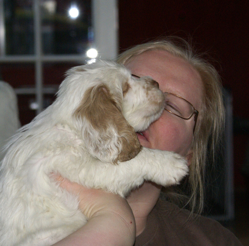 Vieno_Zorro_litter_7weeks_tt