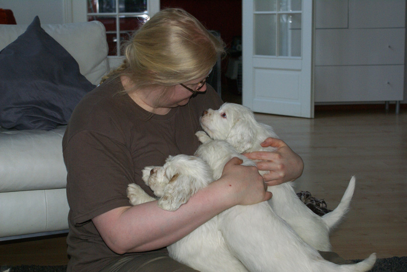 Vieno_Zorro_litter_7weeks_ttt