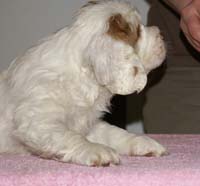 Spice_Twice_Fillyjonk_7weeks_b