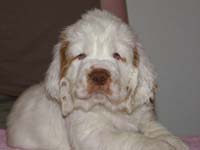 Spice_Twice_Hobgoblin_7weeks_b