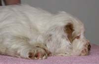 Spice_Twice_Hobgoblin_7weeks_d