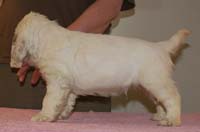 Spice_Twice_Hobgoblin_7weeks_g